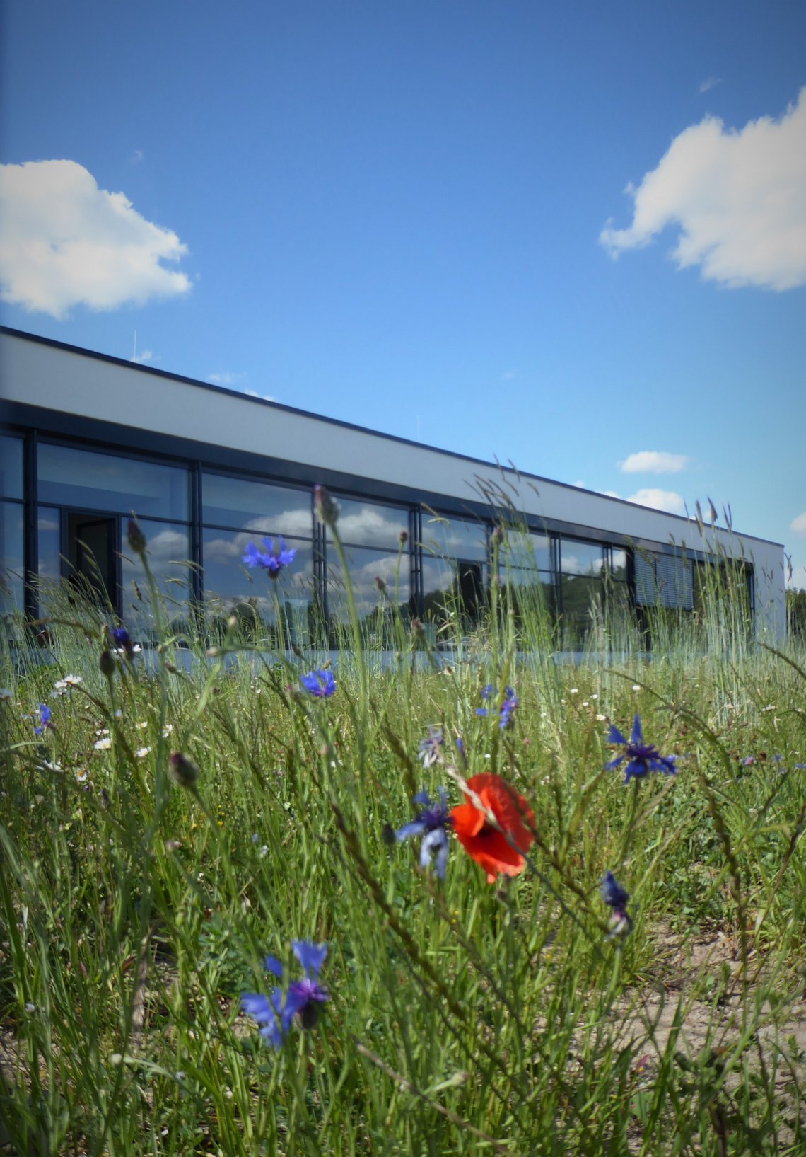 Blooming meadows around company building