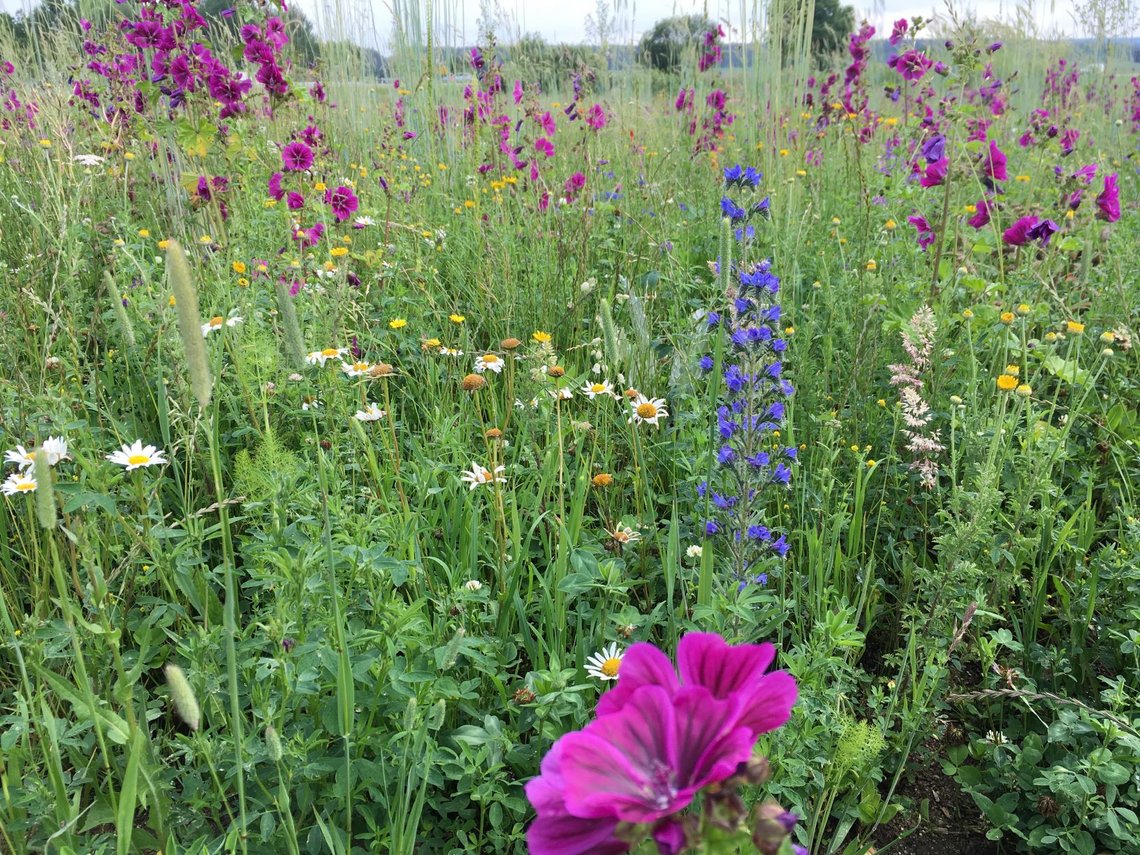 Wildblumenwiese Zahn