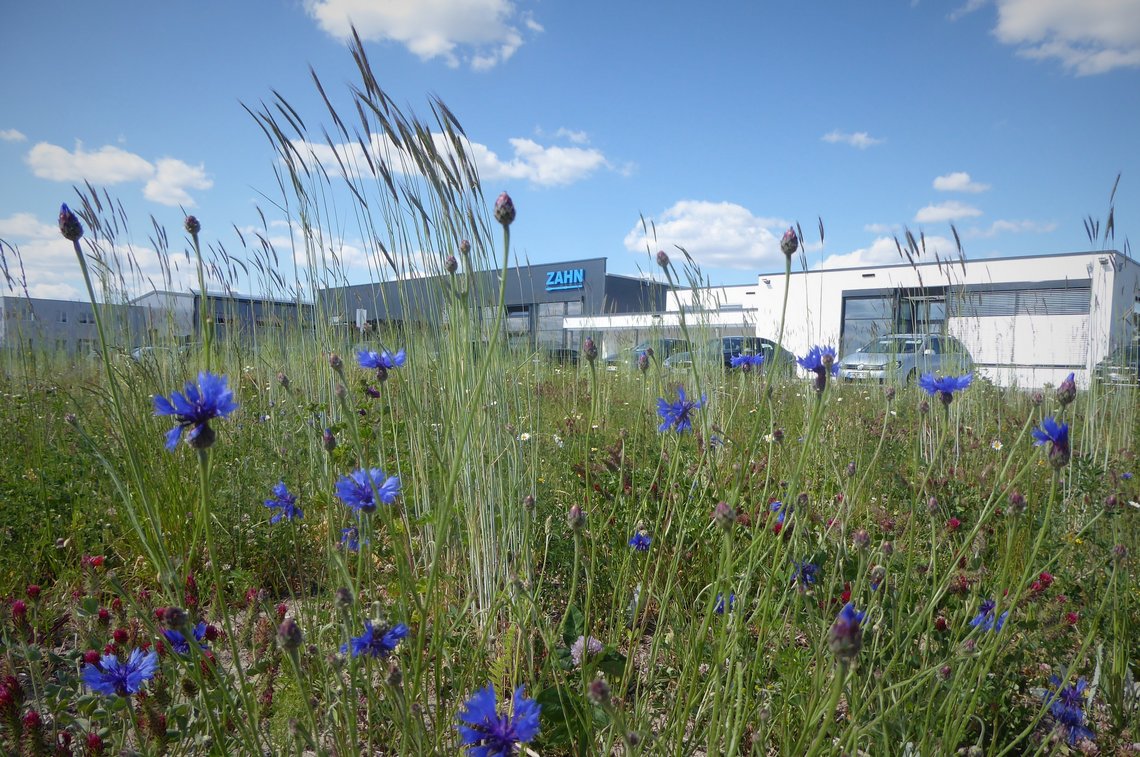 Blühwiese mit Firmengebäude im Hintergrund